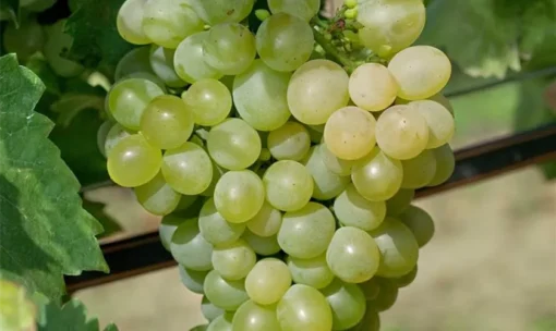 Vitis Vinifera 'Excelsior'