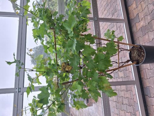 Vitis 'Bianca' op rek- Witte druif - Afbeelding 2