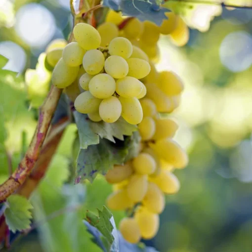 Vitis Vinifera 'Sulima' -  pitloos