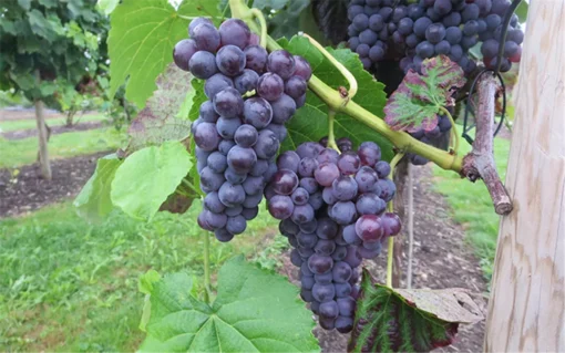 Vitis Vinifera 'Sweety' pitloos