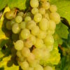 Vitis Vinifera 'Talizman'