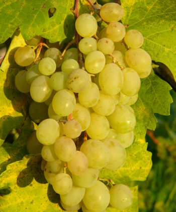 Vitis Vinifera 'Talizman'