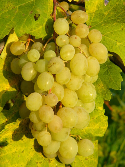 Vitis Vinifera 'Talizman'