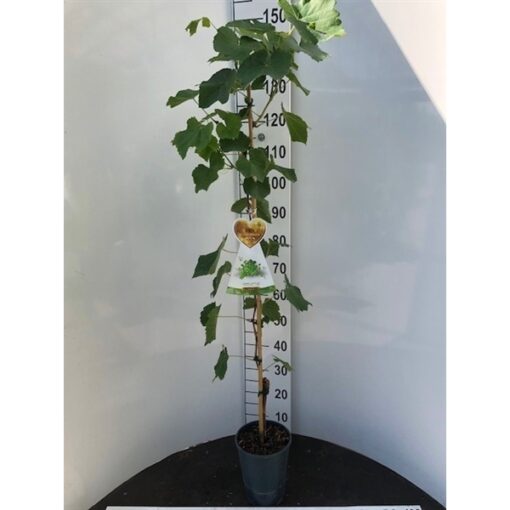 Vitis Vinifera 'Tonia'®hobrev -  pitloos - Afbeelding 2