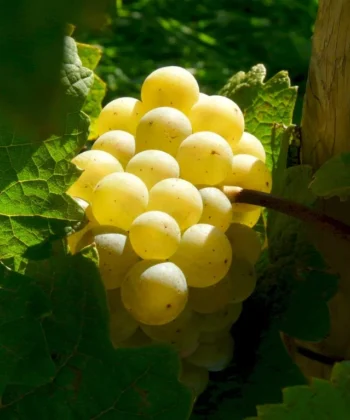 Vitis Vinifera 'Banana' - Druif