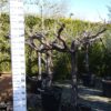 Vitis Vinifera 'Bianca'- druivenrank