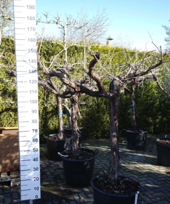 Vitis Vinifera 'Bianca'- druivenrank