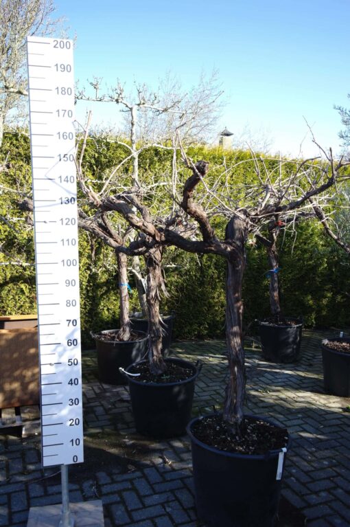 Vitis Vinifera 'Bianca'- druivenrank