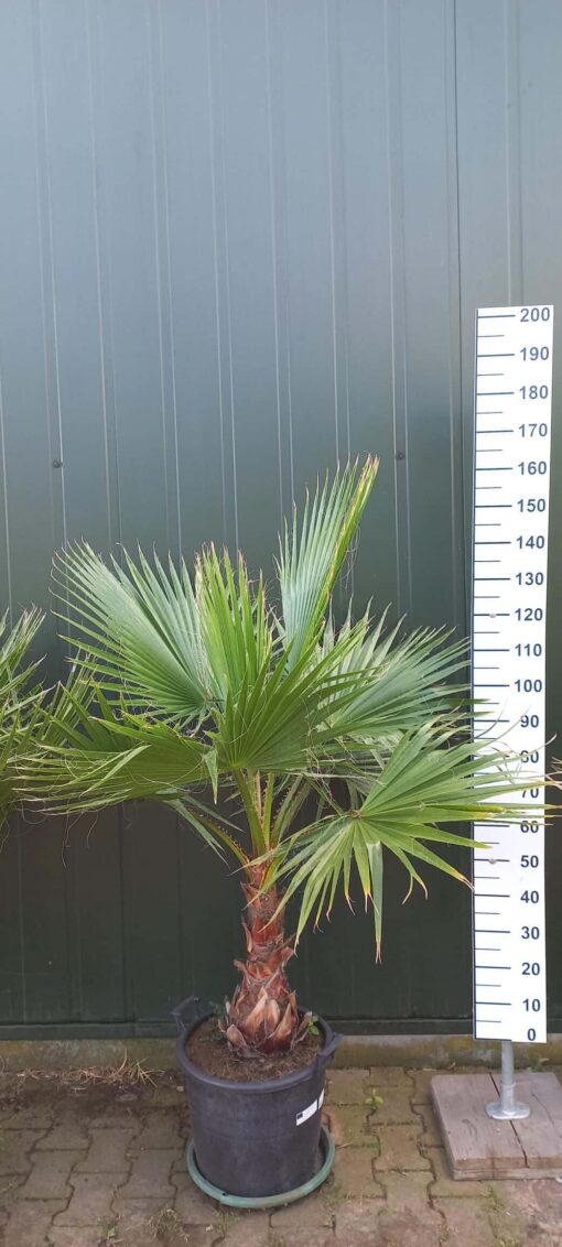 Palmboom Washingtonia Robusta