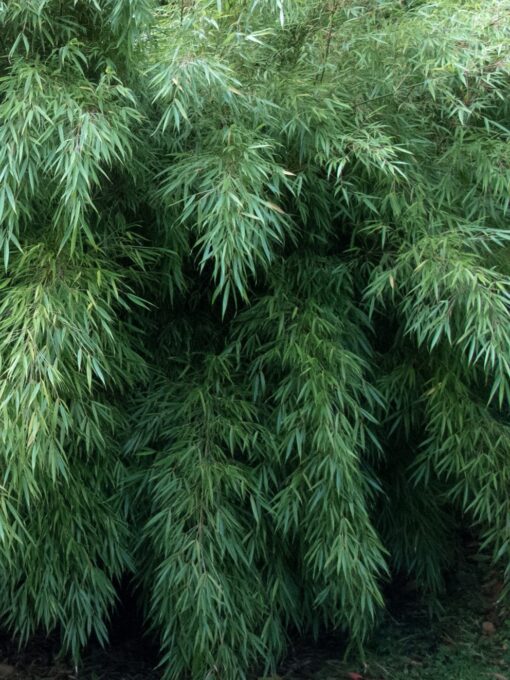 Fargesia Robusta 'Wenchuan'