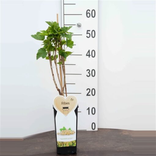 Ribes rubrum 'Junifer' - Afbeelding 2
