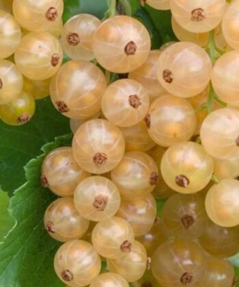 Ribes rubrum 'Junifer'