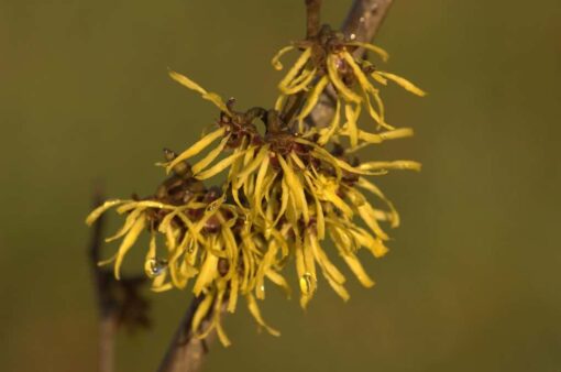 Hamamelis 'Westerstede' - Afbeelding 2