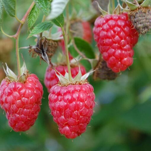 Rubus idaeus ´Willamette'- framboos
