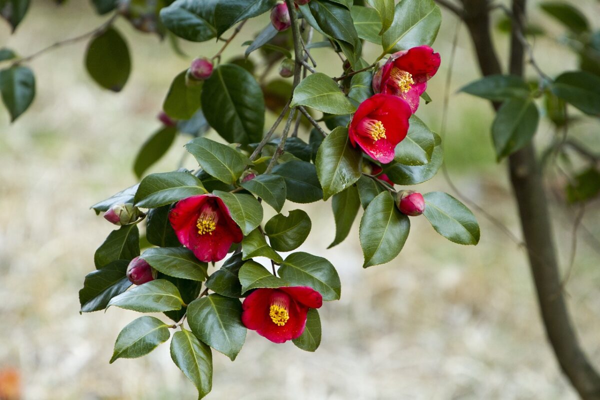 Winterharde struik met bloemen