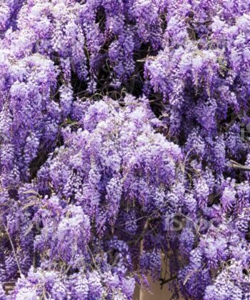 Wisteria 'Floribunda' - Blauwe regen