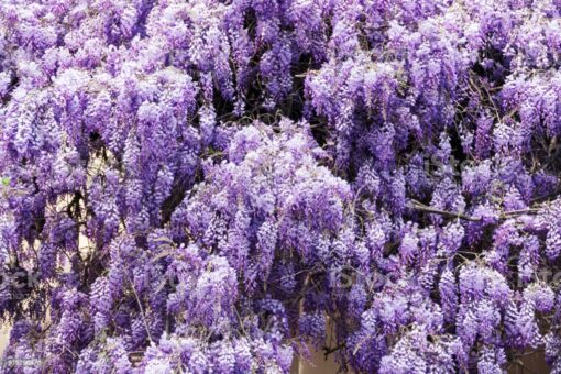Blauwe regen (Wisteria 'Floribunda')