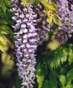 Wisteria Brachybotrys ‘ikojama Fuji’ - Blauwe regen
