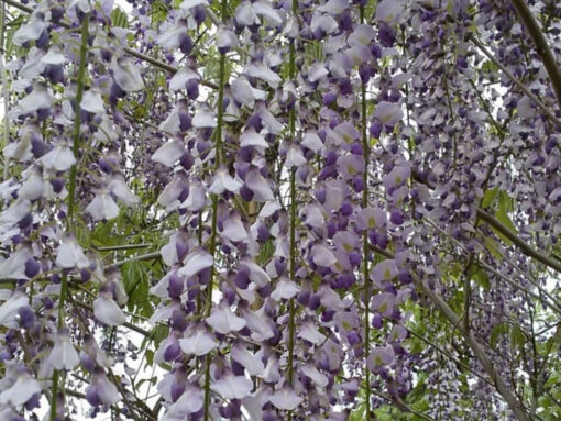 Wisteria Macrobotrys op stam - Afbeelding 2
