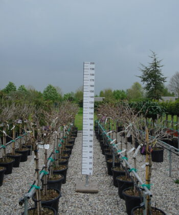 Wisteria Brachybotrys ‘ikojama Fuji’ op stam