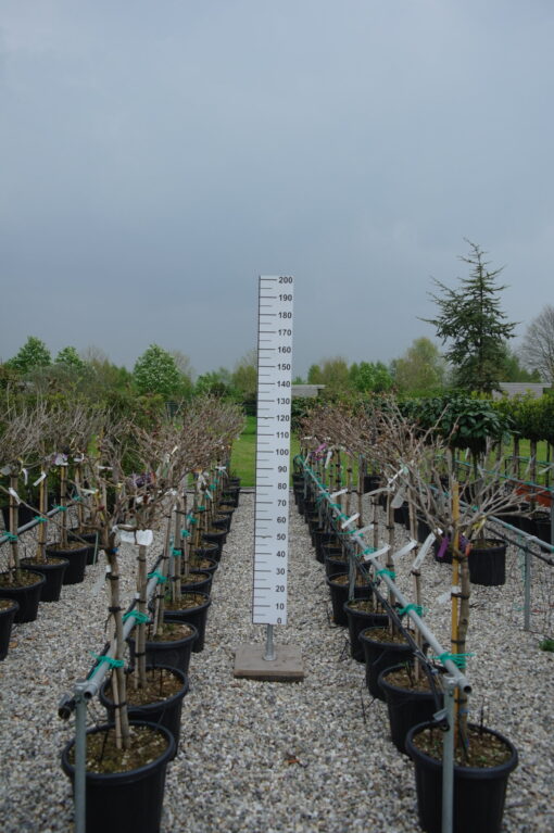 Wisteria Macrobotrys op stam