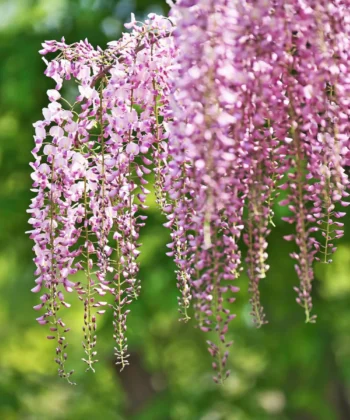 Wisteria Floribunda 'Rosea'