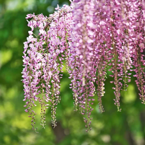 Wisteria Floribunda 'Rosea'
