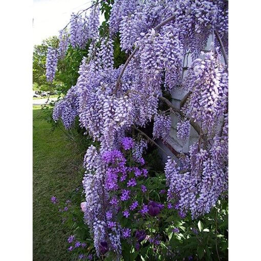 Wisteria Royal Purple