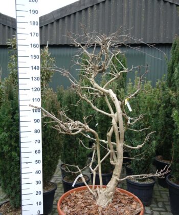 Wisteria Sinensis 'Prolific'