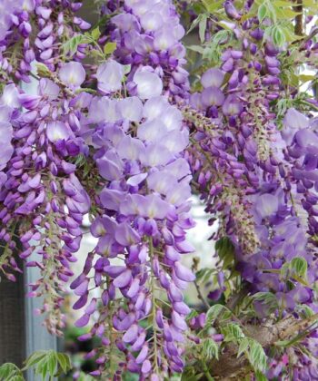 Wisteria Sinensis 'Texas Purple'