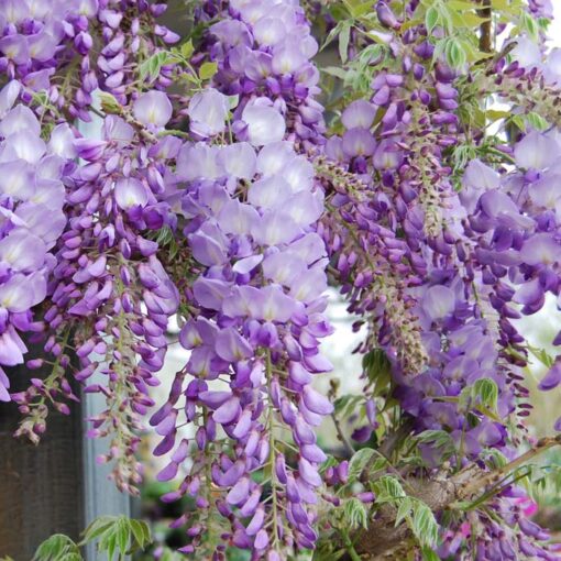 Wisteria Sinensis 'Texas Purple'