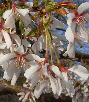 Prunus x Yedoensis 'Ivensii'