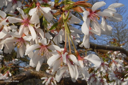 Prunus x Yedoensis 'Ivensii'