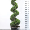 Cupressocyparis Leylandii 'Castlewellan Gold' - Conifeer spiraal