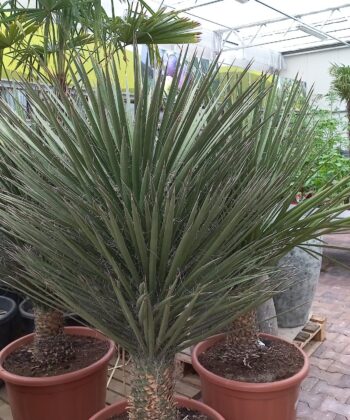 Yucca Decipiens