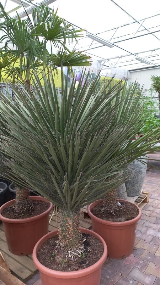 Yucca Decipiens