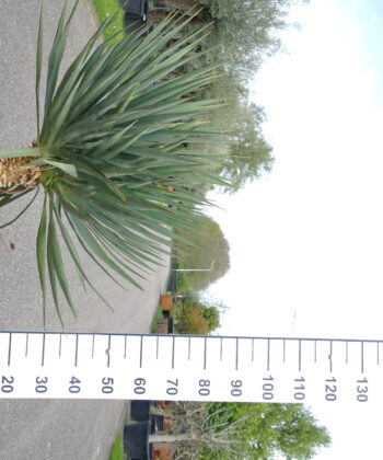 Yucca Gloriosa