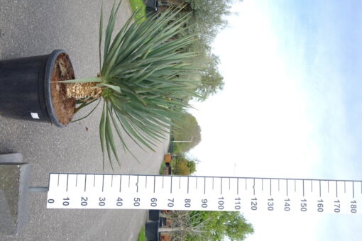 Yucca Gloriosa