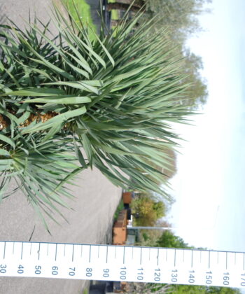 Yucca Gloriosa