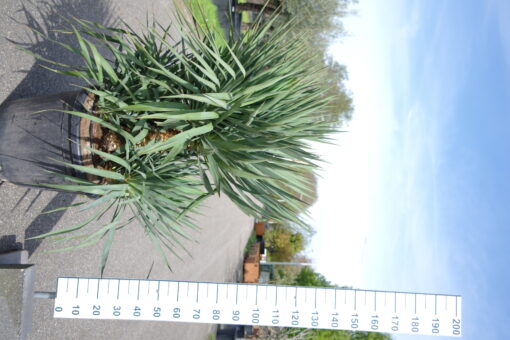 Yucca Gloriosa