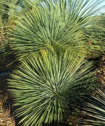 Yucca Linearifolia