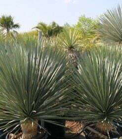 Yucca Rostrata 'Blue Swan'