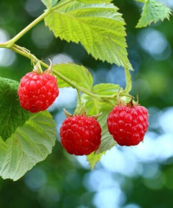 Rubus idaeus 'Zefa 3 Herbsternte' - framboos