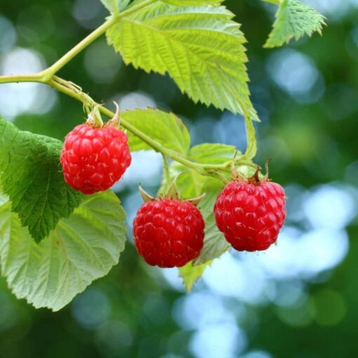 Rubus idaeus 'Zefa 3 Herbsternte' - framboos