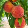 Prunus Persica Fayette - perzik