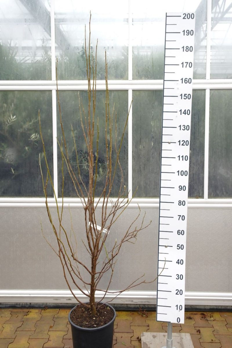Magnolia Soulangeana - Magnolia struik