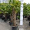 Winterharde Trachycarpus Fortunei (Chinese Waaierpalm) met stamhoogte 110-120 centimeter.