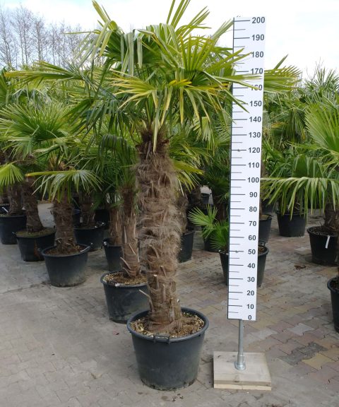 Winterharde Trachycarpus Fortunei (Chinese Waaierpalm) met stamhoogte 110-120 centimeter.