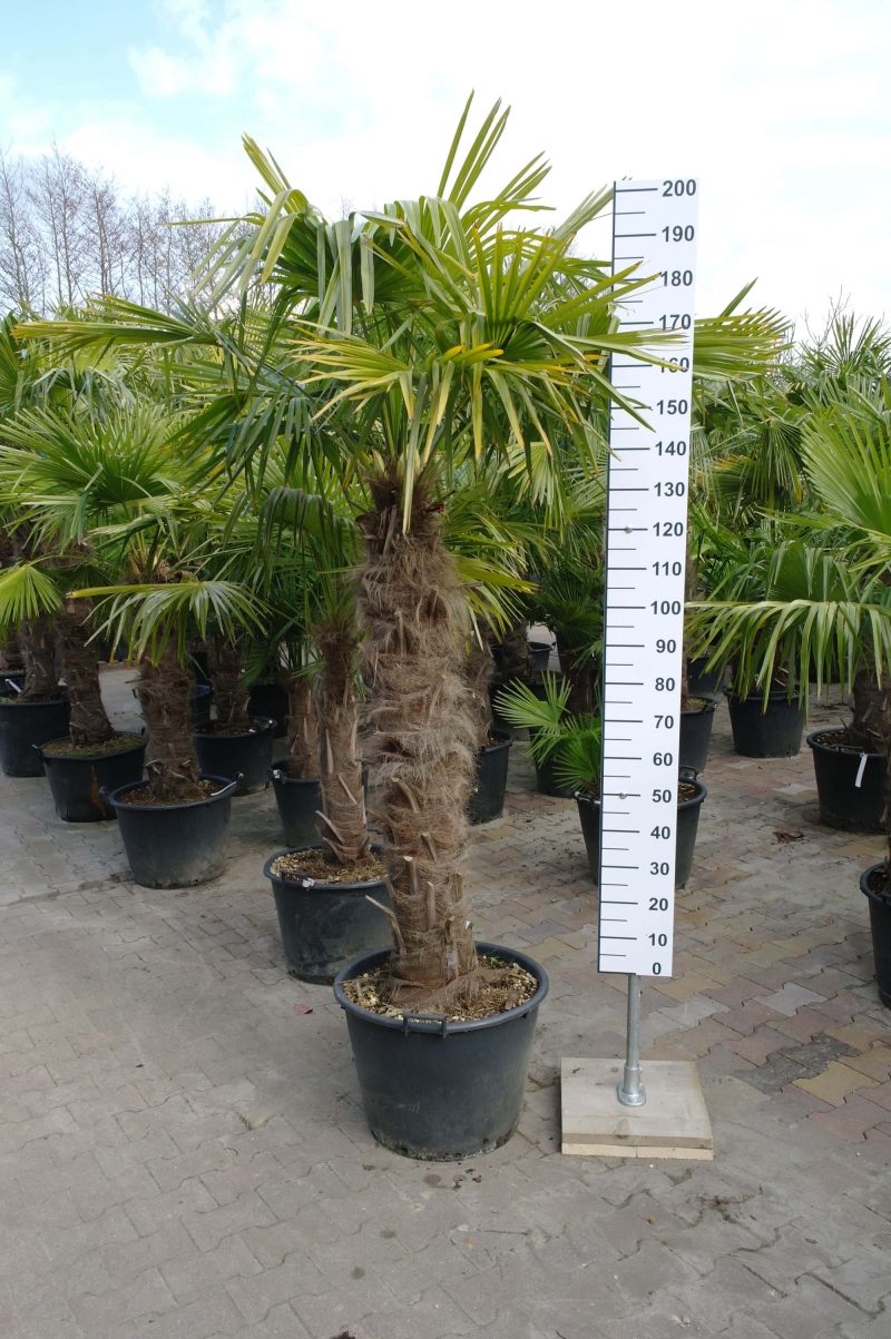 Winterharde Trachycarpus Fortunei (Chinese Waaierpalm) met stamhoogte 110-120 centimeter.