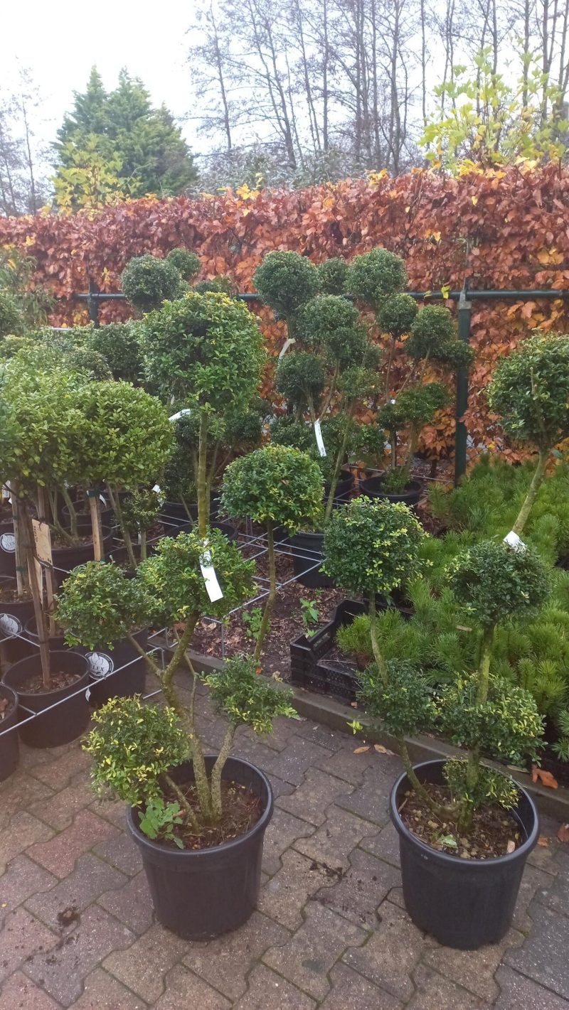 Ilex Crenata kinme